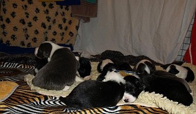 e-wurf/Welpen_e-wurf-Lilli_Oscar/Impressionen/20120418Lillifee 14 tage 023_bea.jpg